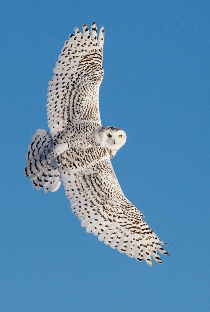 Snowy Owl, Down East Magazine