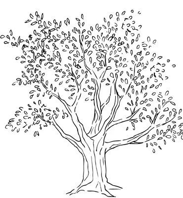 Maine's Record-Breaking Trees