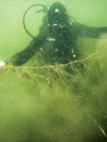 Dennis Spinney dives for curly-leaf pondweed in West Pond