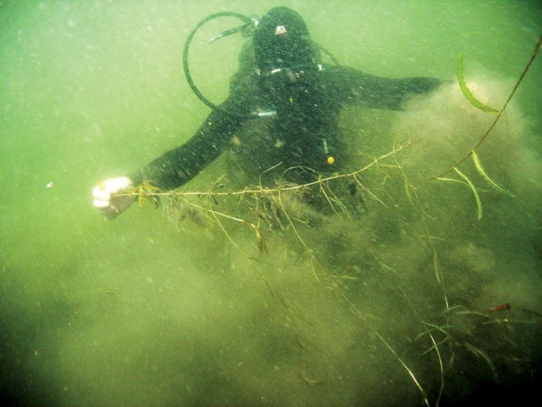 Dennis Spinney dives for curly-leaf pondweed in West Pond