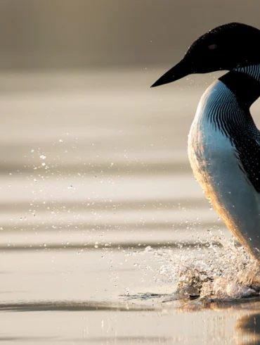 loon on a Maine lake