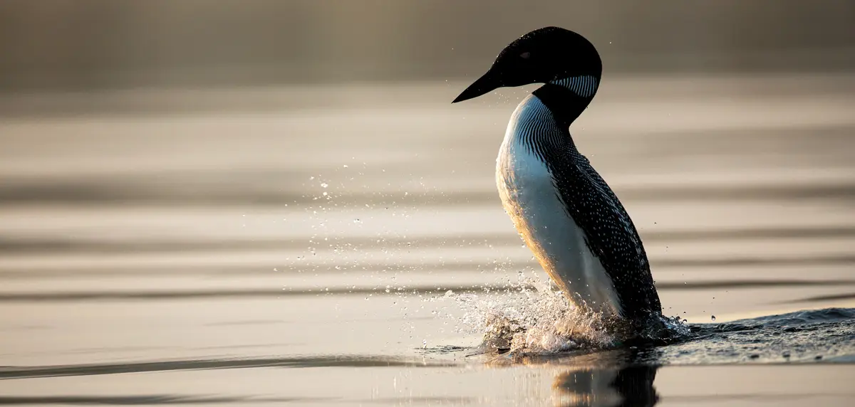 loon on a Maine lake