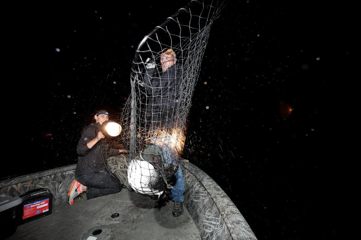 loon in net