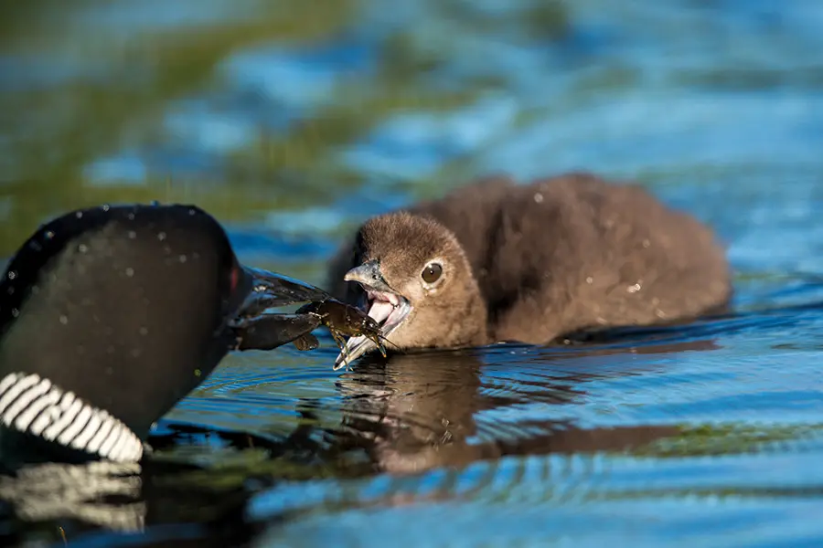 loon and baby loon on a Maine lake