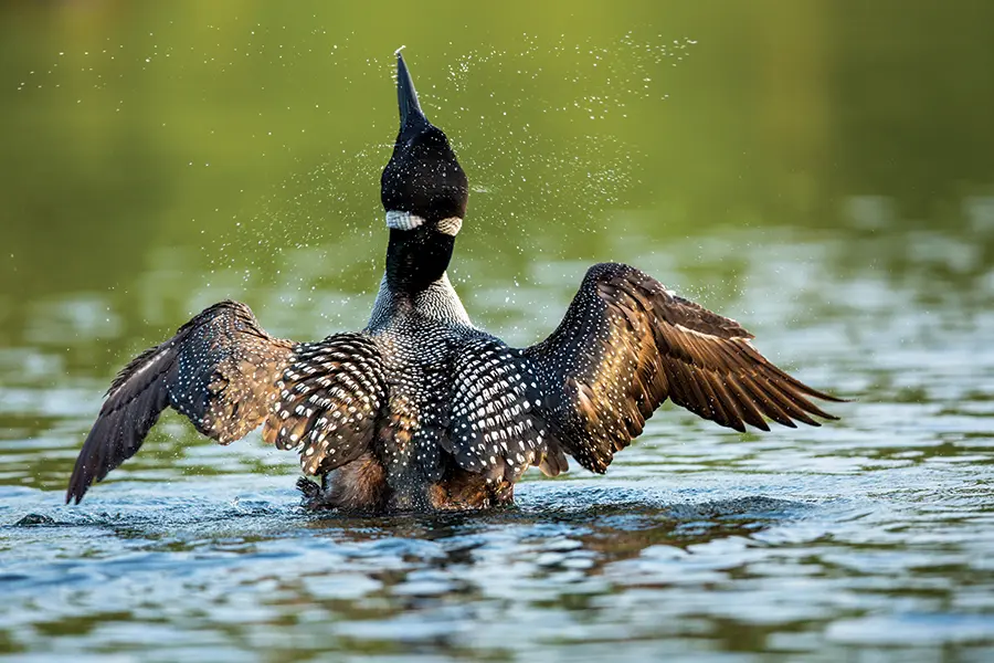 loon on a Maine lake