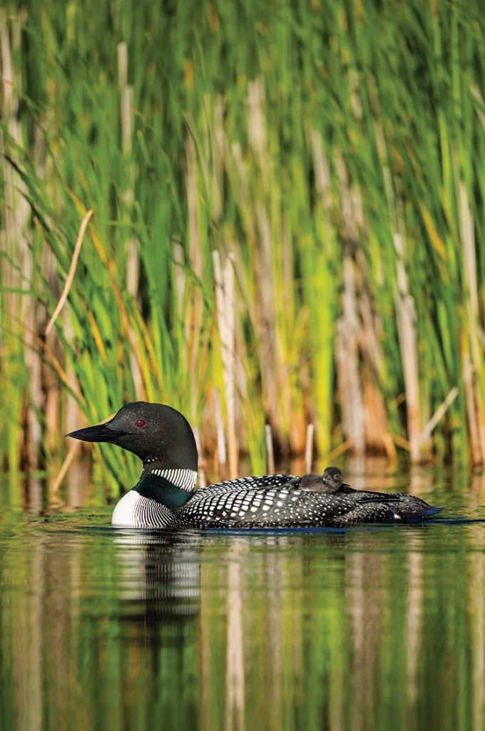loon on a Maine lake