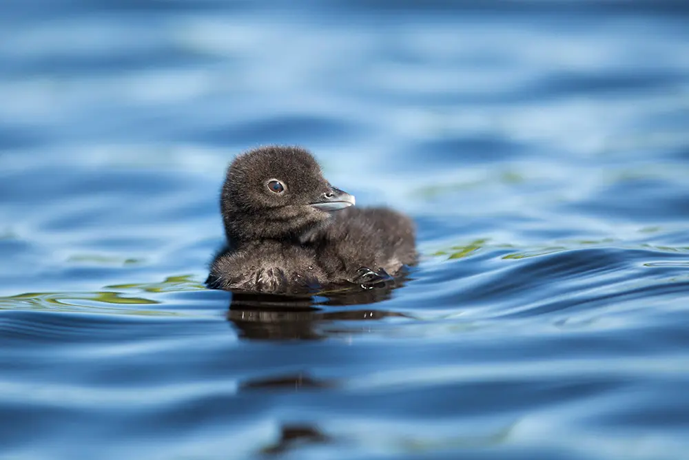 Baby loon chick on a lake in Maine
