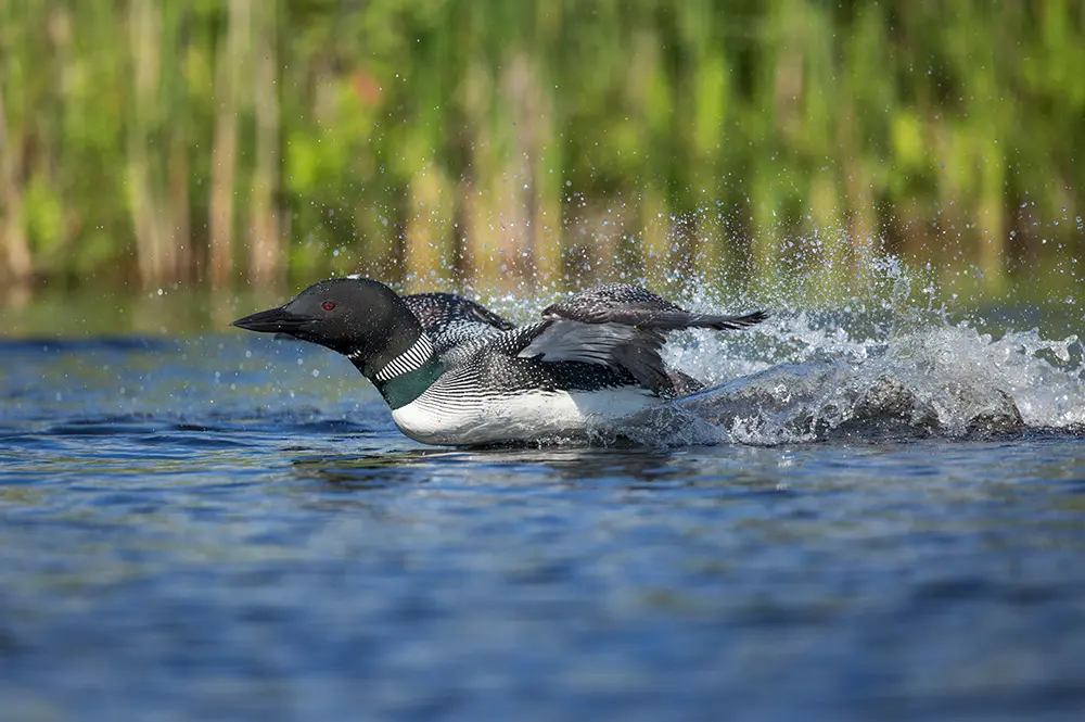 loon taking off from a Maine lake