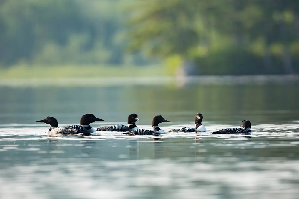loons on a Maine lake