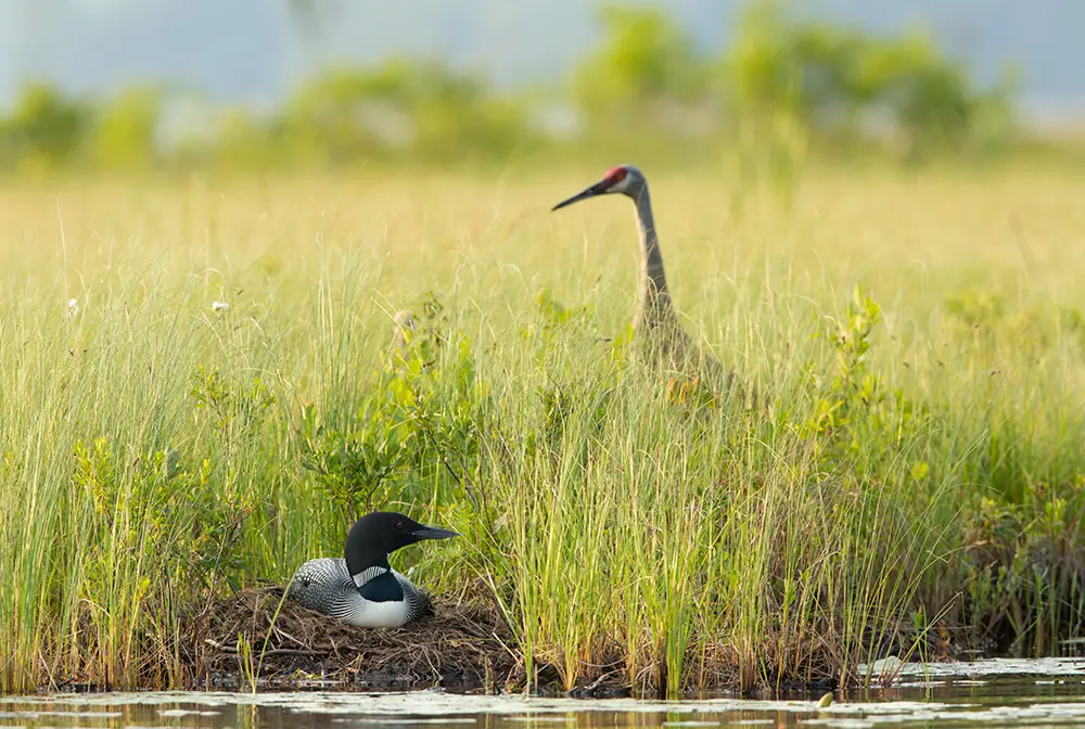 loon on the edge of a lake in Maine