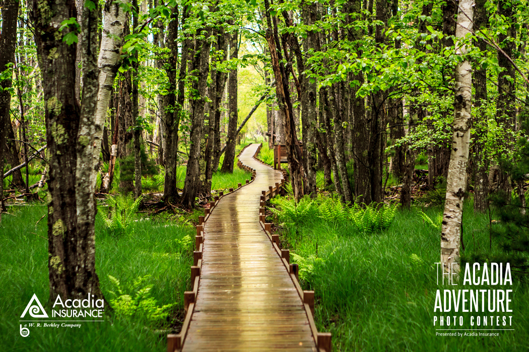 acadia-photo-1