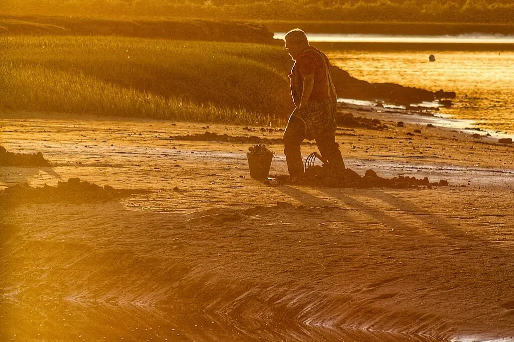 A Maine clam digger on the beach at low tide