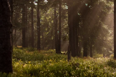 Woods