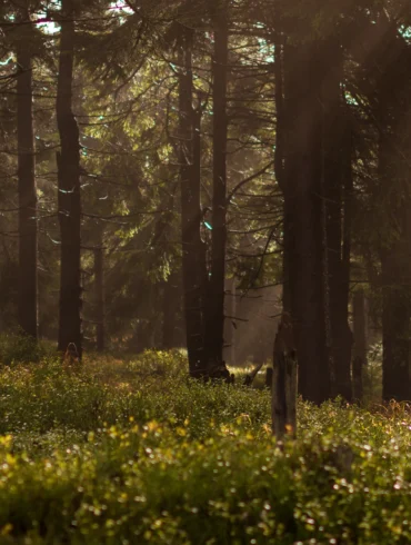 Woods