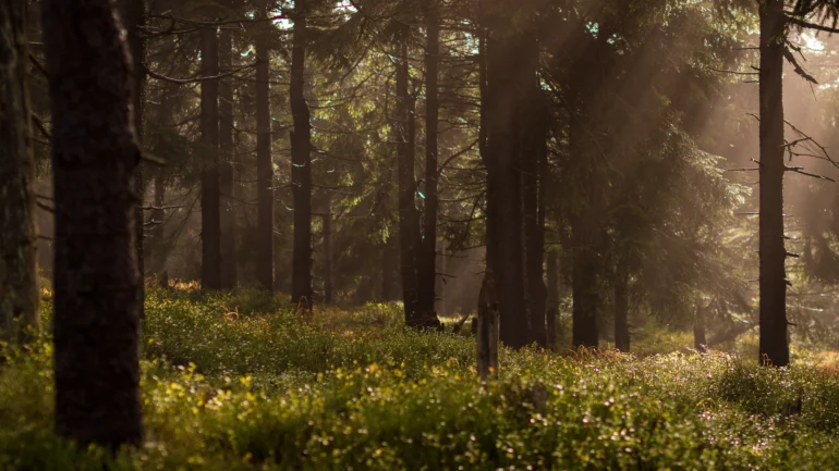 Woods