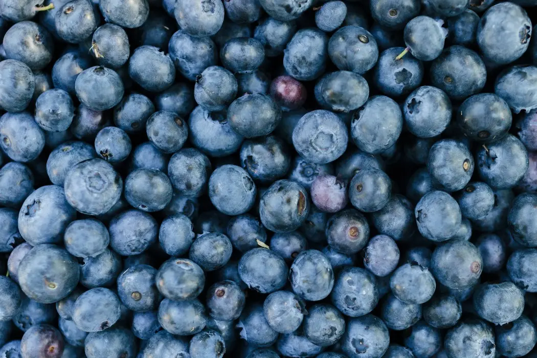 Blueberries_Mathew-Trogner