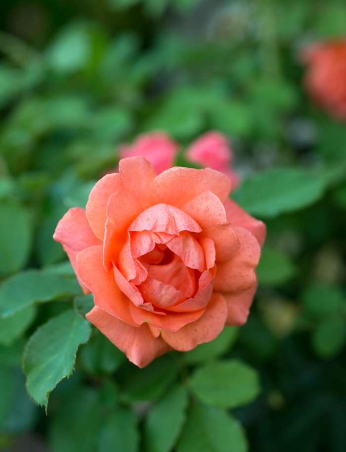 A Garden Legacy