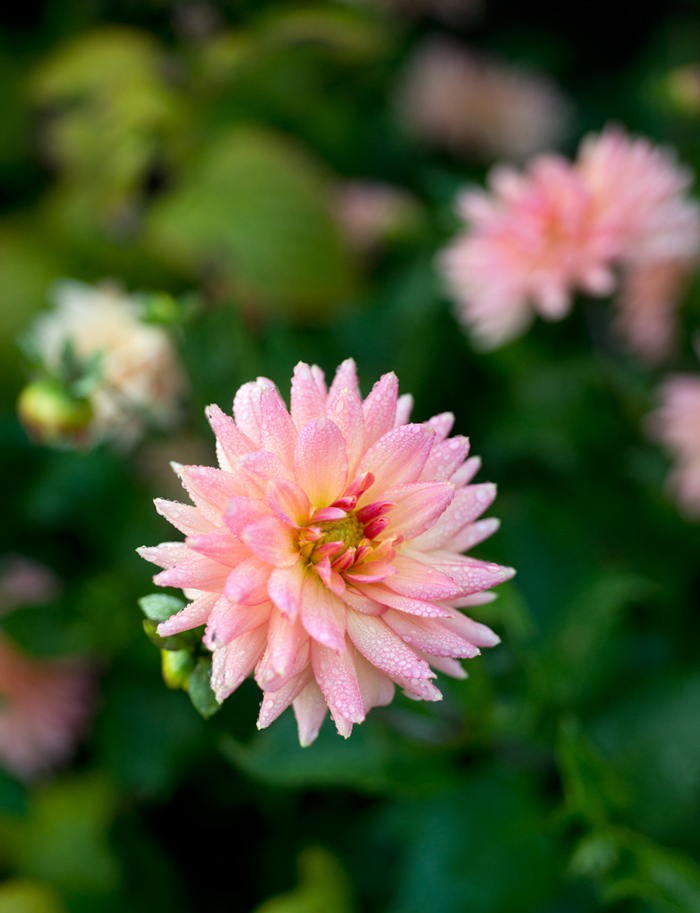 A Garden Legacy
