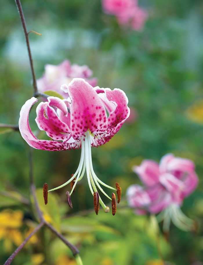 A Garden Legacy