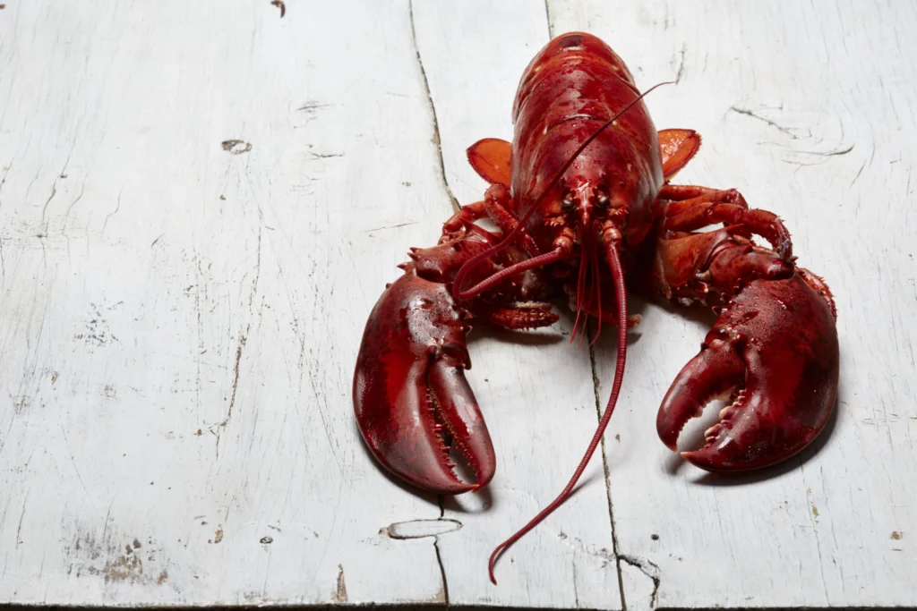 Lobster Roll27