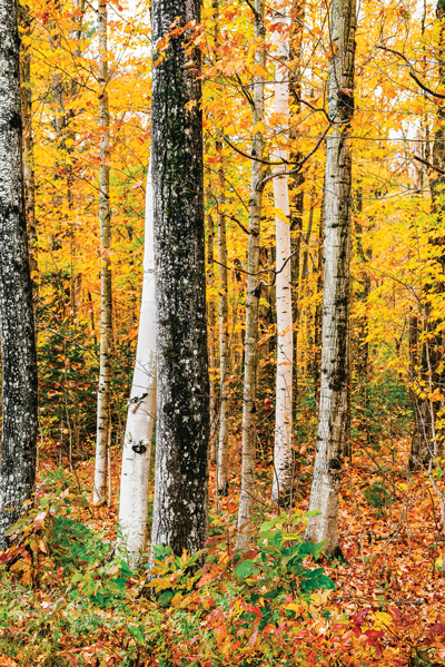 Maine Fall