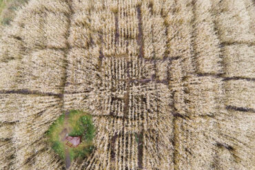 Maine corn mazes
