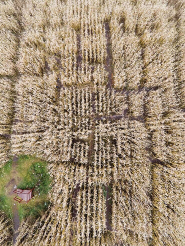 Maine corn mazes