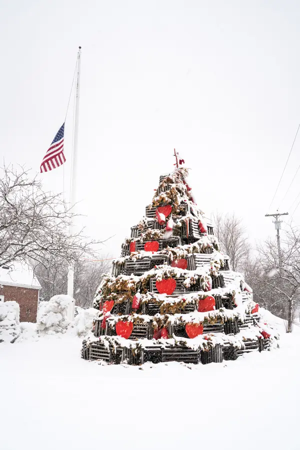 Cape Porpoise's trap tree