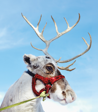 Reindeer