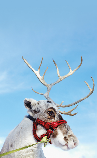 Reindeer