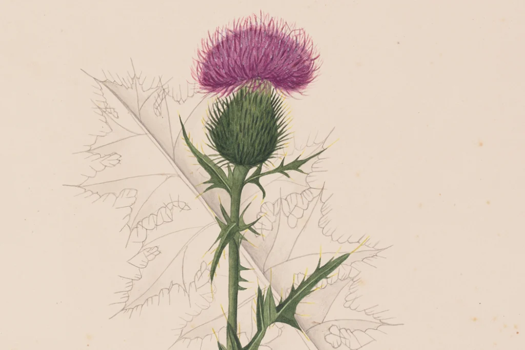 Flower Art