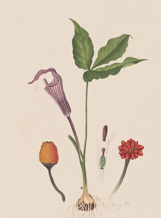 Flower Art