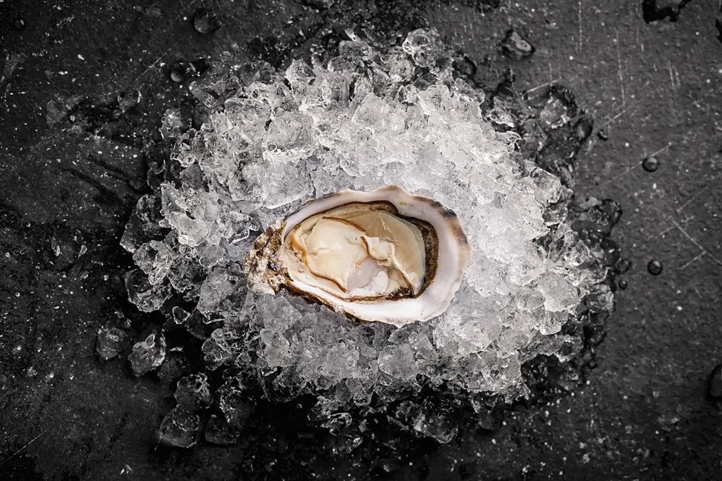Oyster on ice