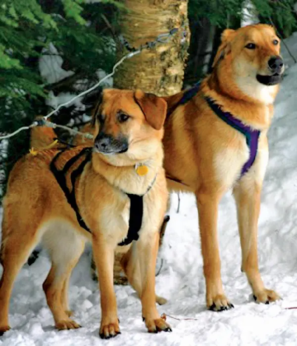 Two golden dogs