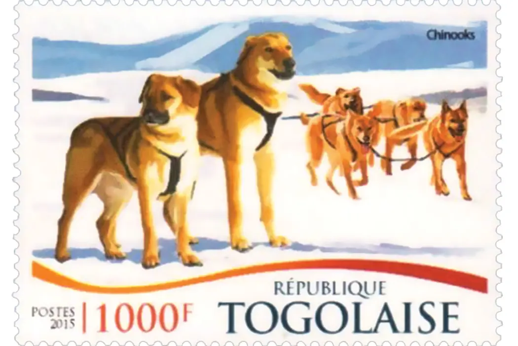 Illustrated dogs on african stamp
