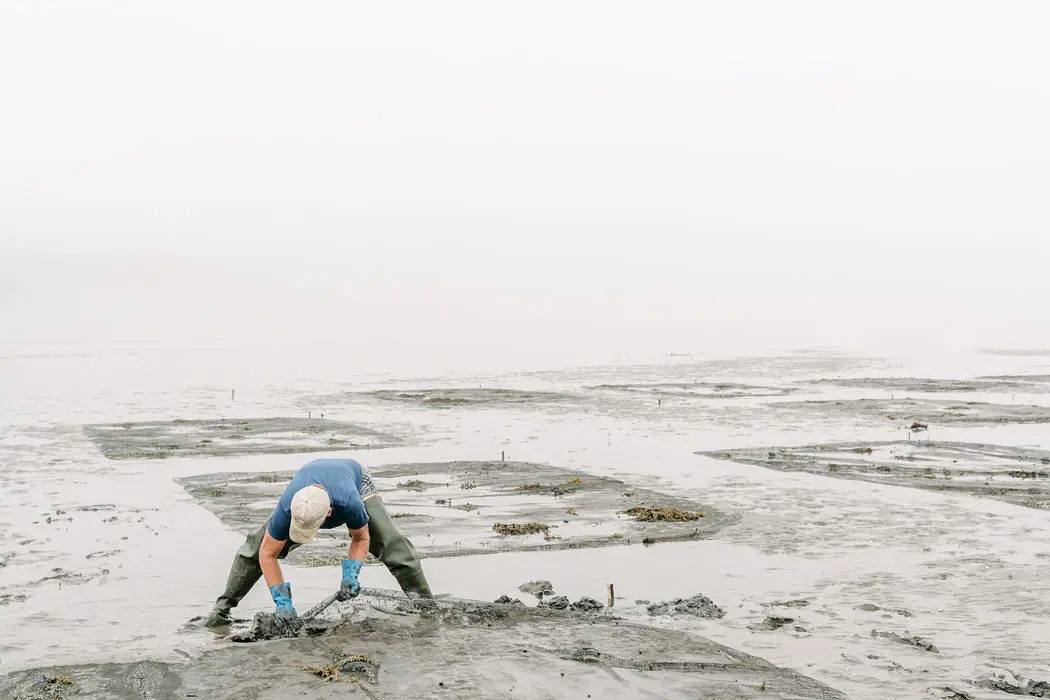 Man Clam Digging