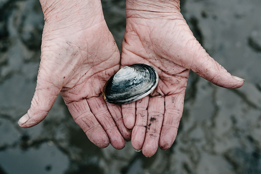 Hands holding clam