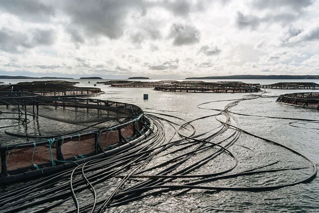 fishery