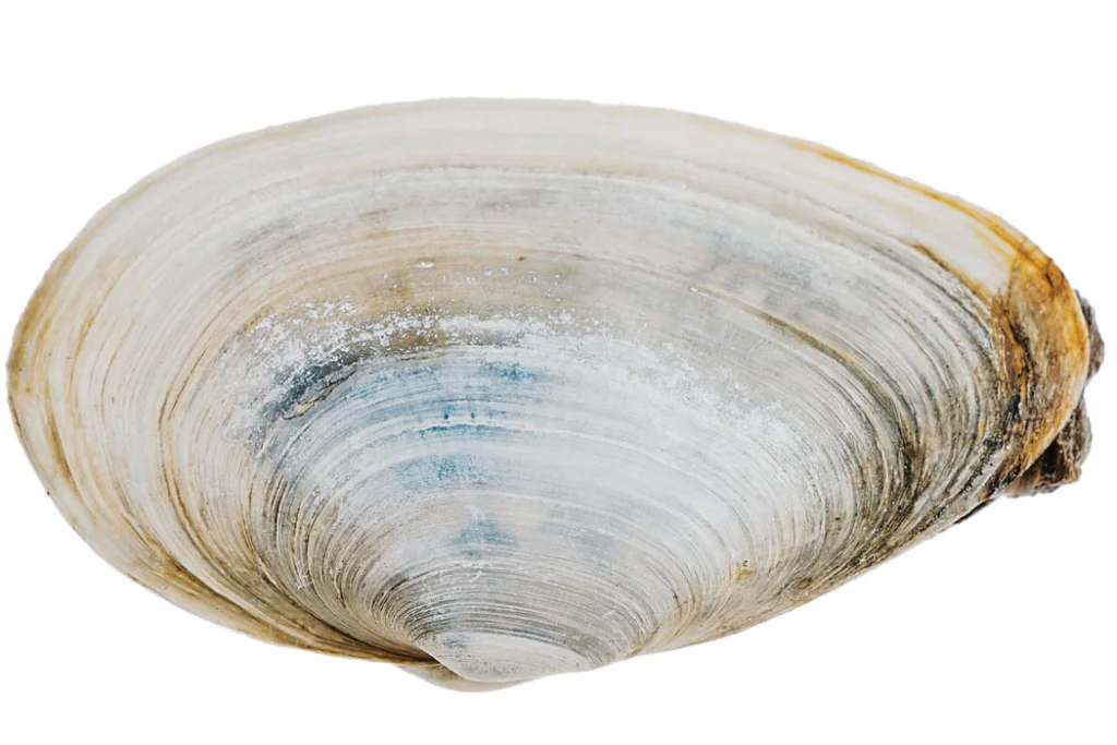 shell