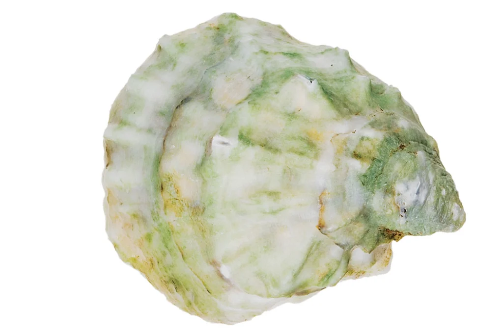 shell