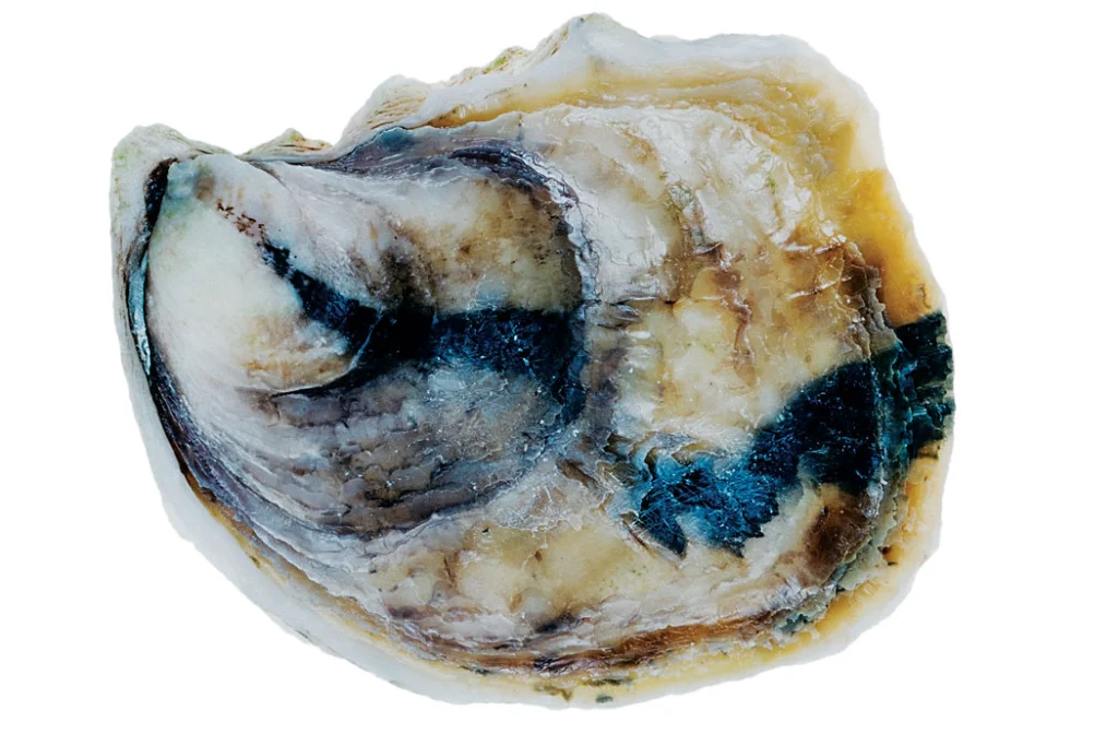 shell