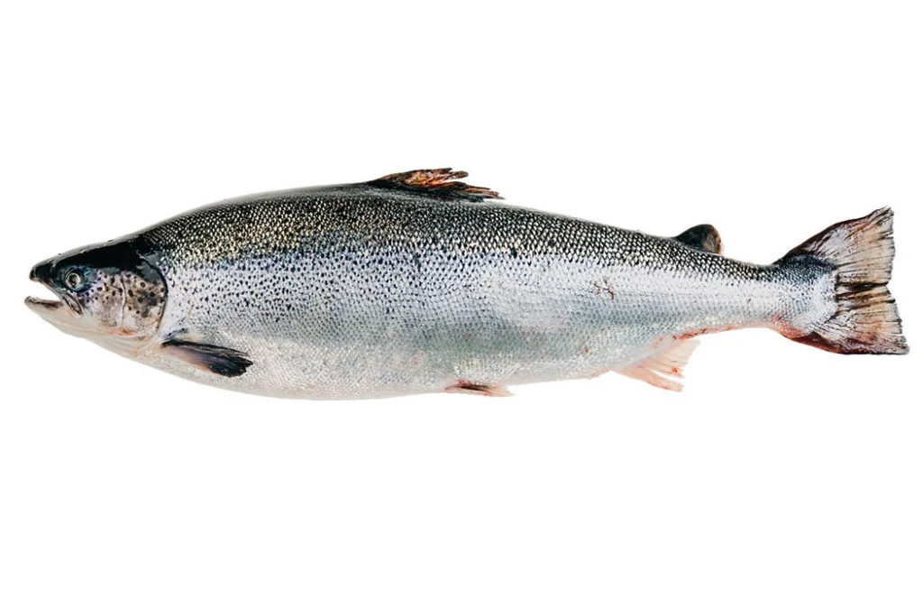 Fish