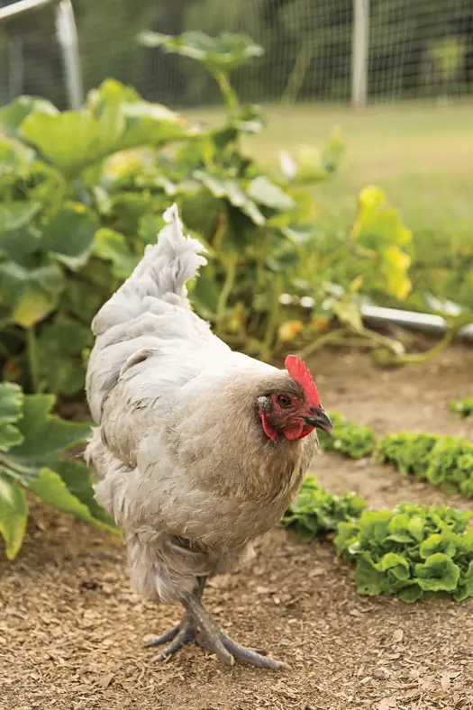 chicken walking around garden