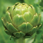 artichoke in garden