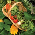 garden vegetables in wicker basket