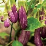 growing eggplants