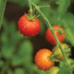 tomato vine