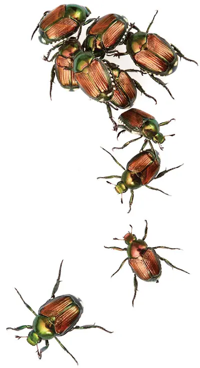 Bunch of beetles