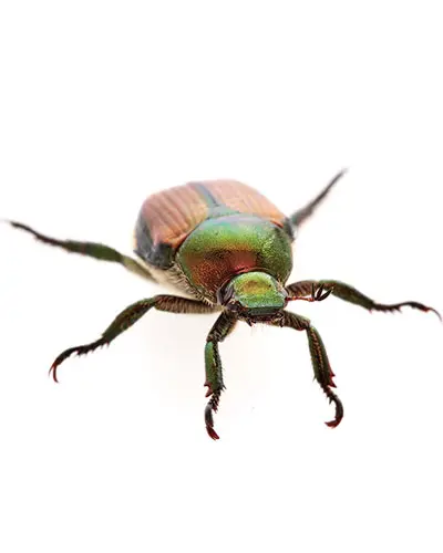 beetle
