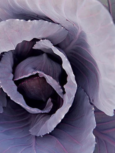 Purple cabbage plant